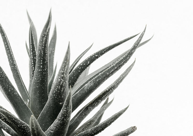 6 benefits of Aloe vera for skin