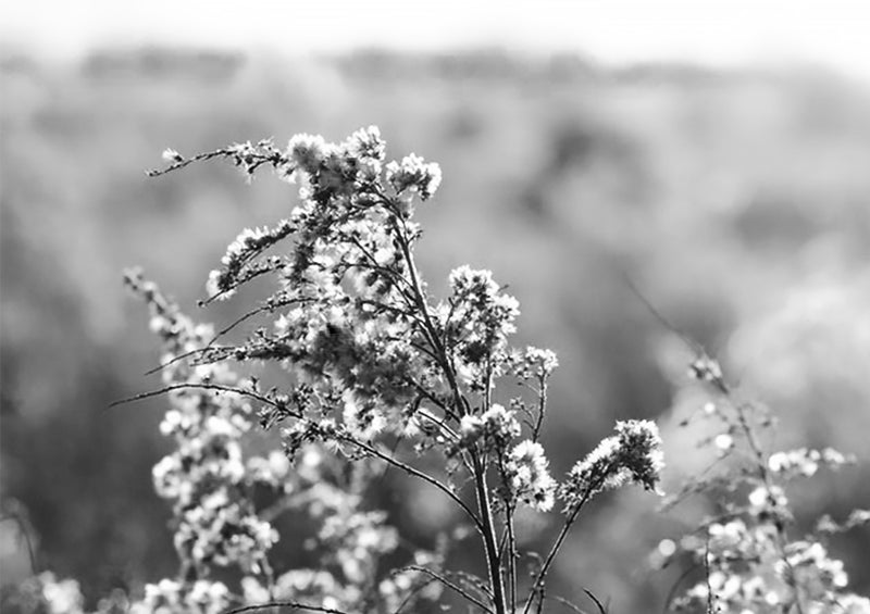Intelligent Botanicals That Brighten Skin